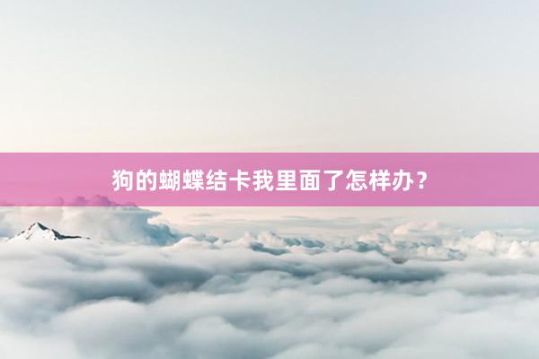 狗的蝴蝶结卡我里面了怎样办？